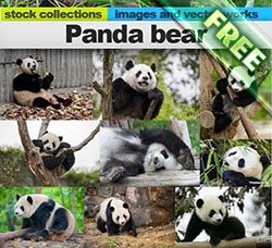 高清熊猫图片：Panda bear 25xUHQ